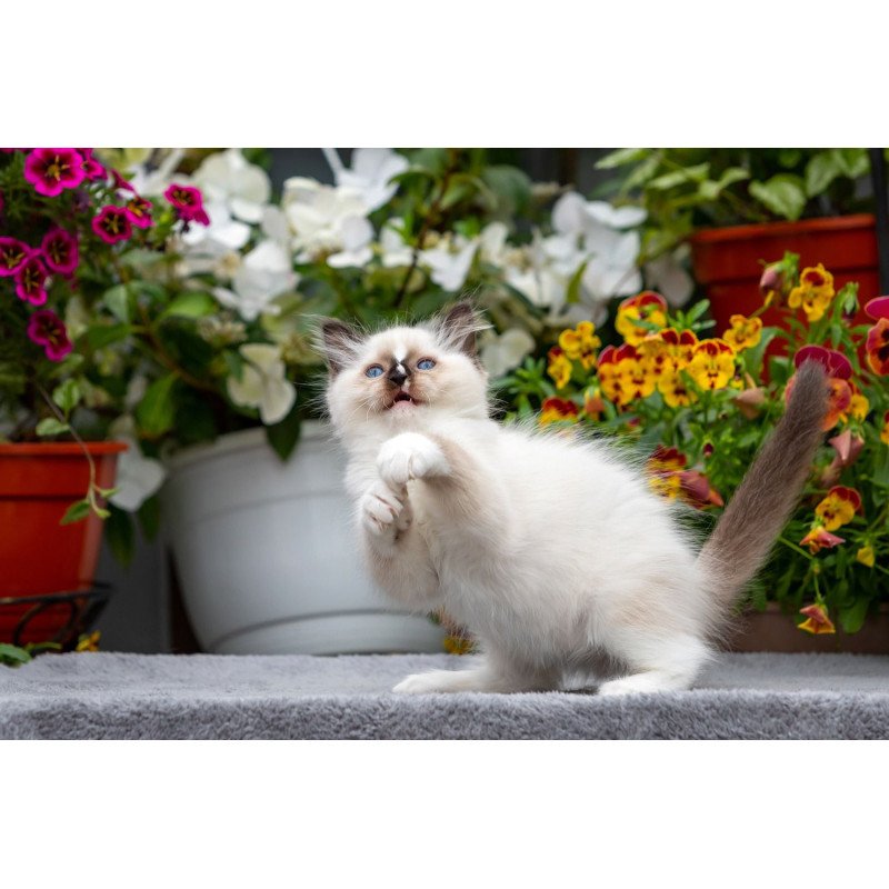 Ragdoll NOV Kruella
