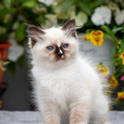 Ragdoll NOV Kruella