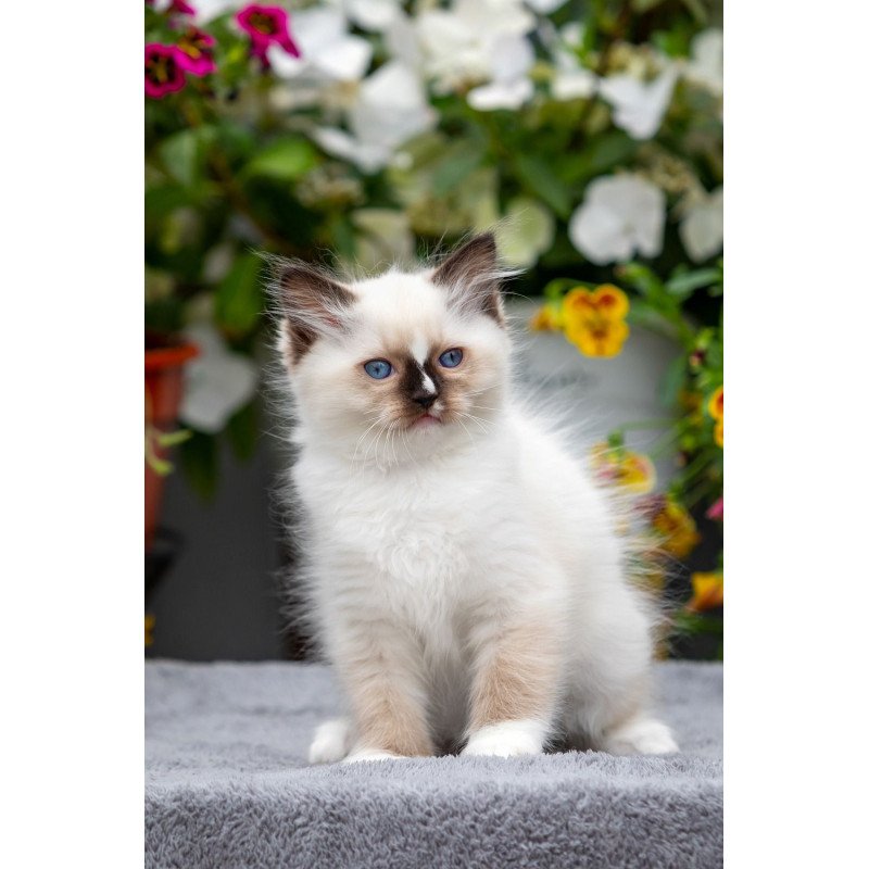 Ragdoll NOV Kruella