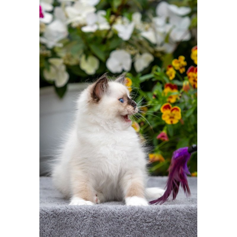 Ragdoll NOV Kruella