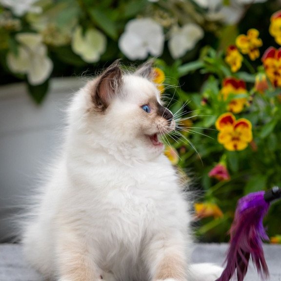 Ragdoll NOV Kruella