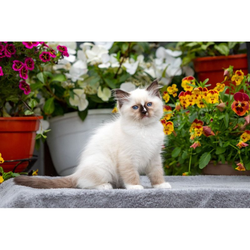 Ragdoll NOV Kruella