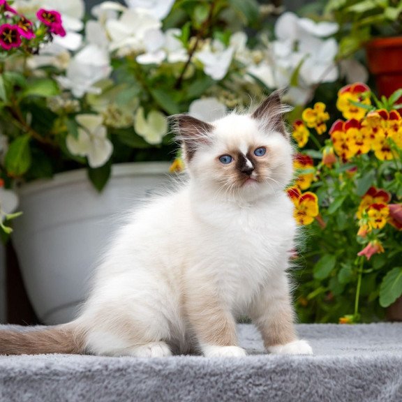Ragdoll NOV Kruella
