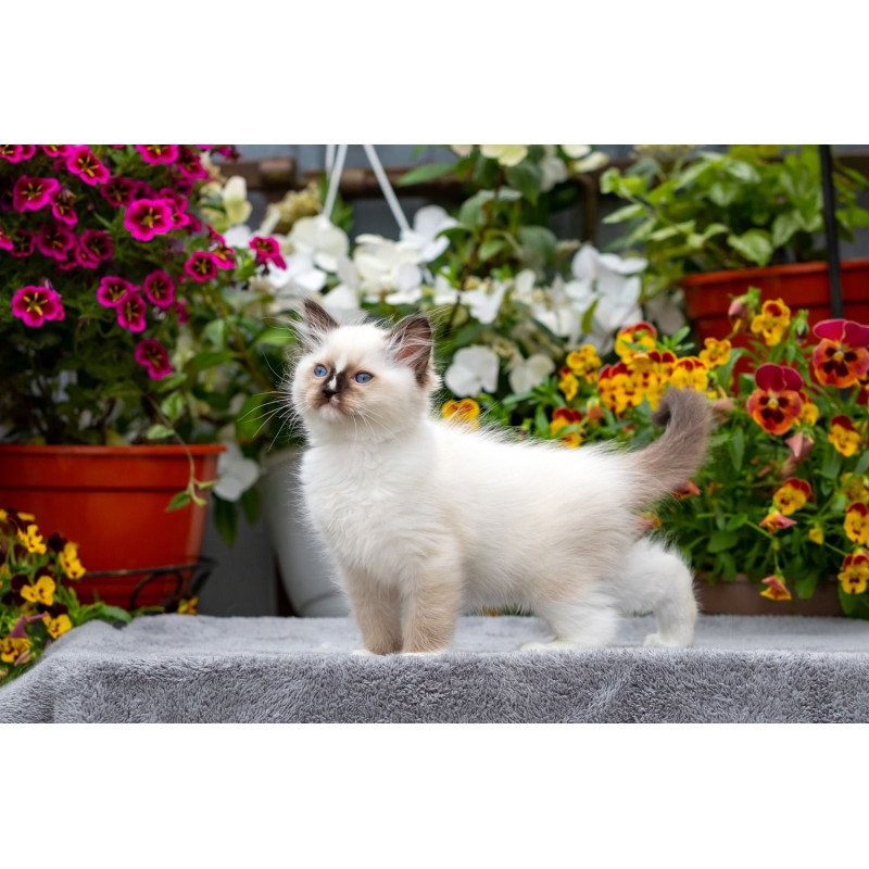 Ragdoll NOV Kruella