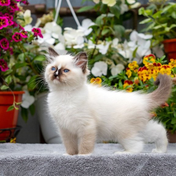 Ragdoll NOV Kruella