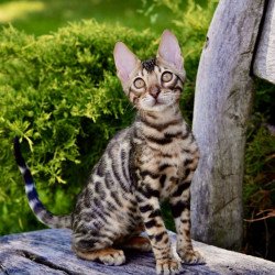 Bengal NOV Mokko