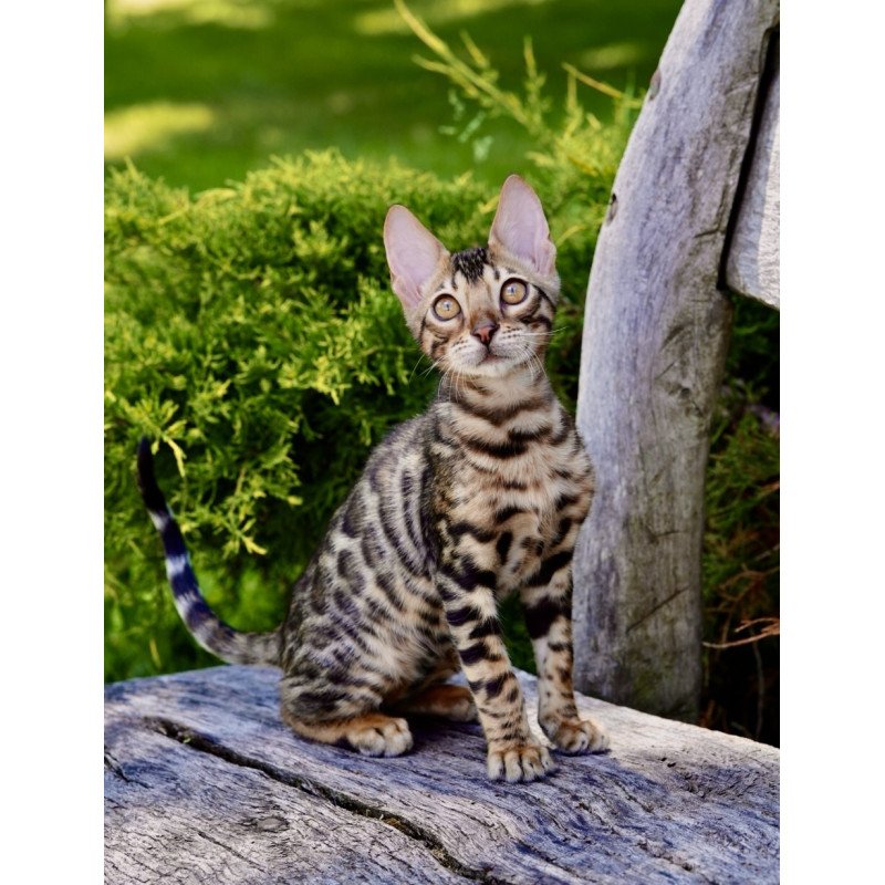 Bengal NOV Mokko