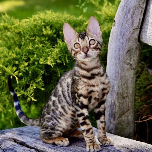 Bengal NOV Mokko
