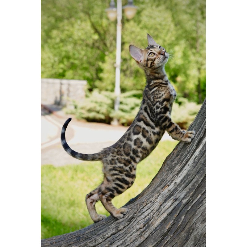 Bengal NOV Mokko