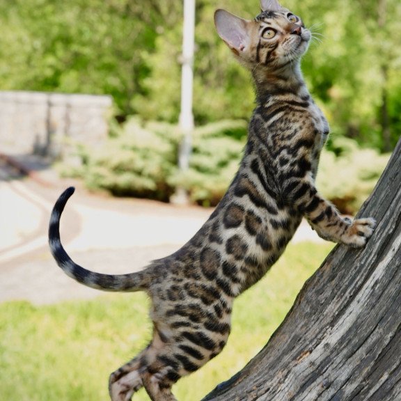 Bengal NOV Mokko