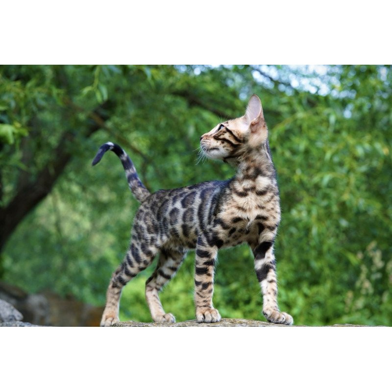 Bengal NOV Mokko