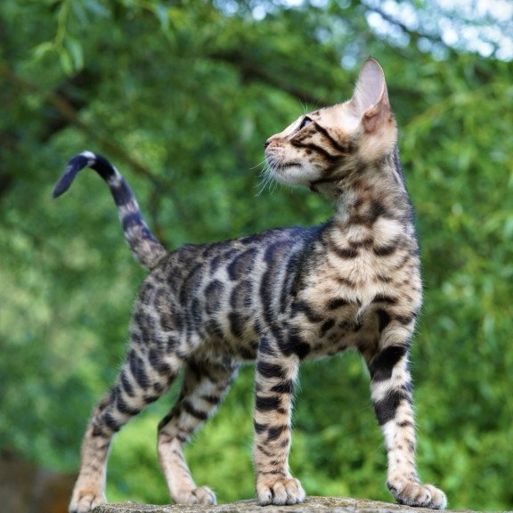 Bengal NOV Mokko