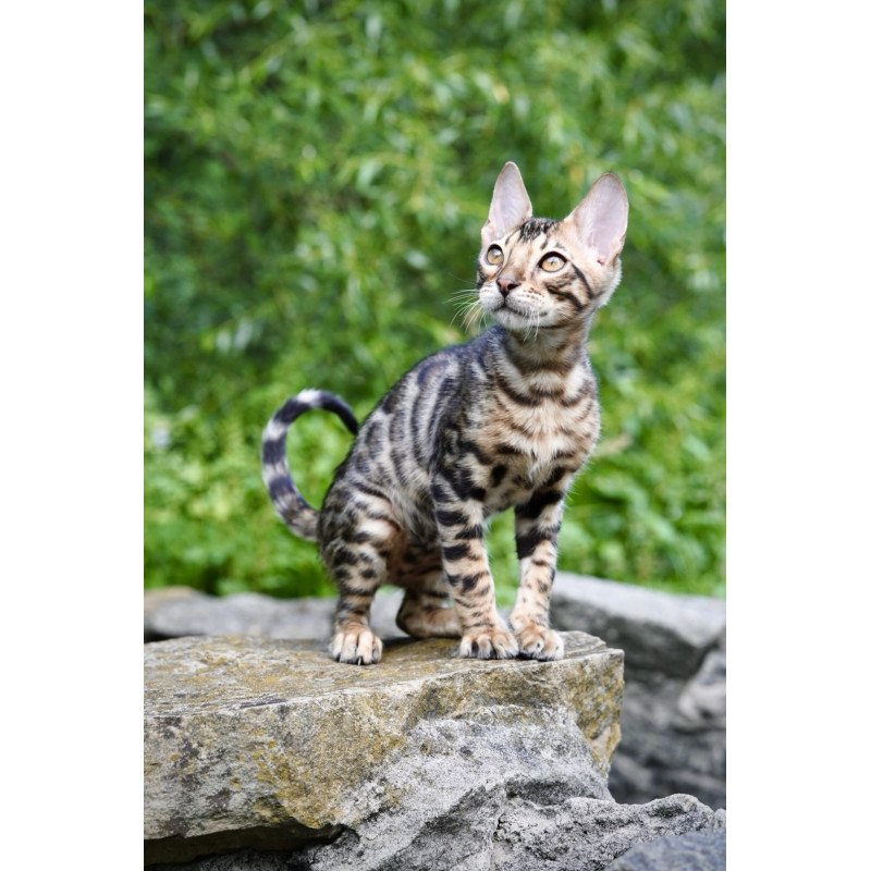 Bengal NOV Mokko