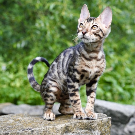Bengal NOV Mokko