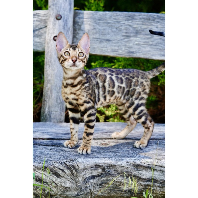 Bengal NOV Mokko