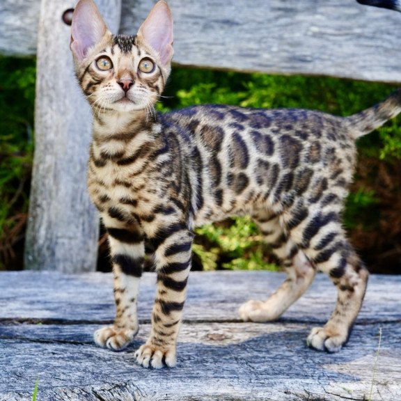 Bengal NOV Mokko
