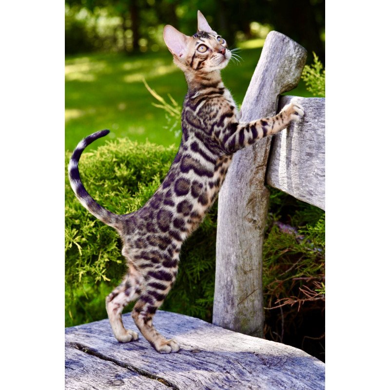 Bengal NOV Mokko