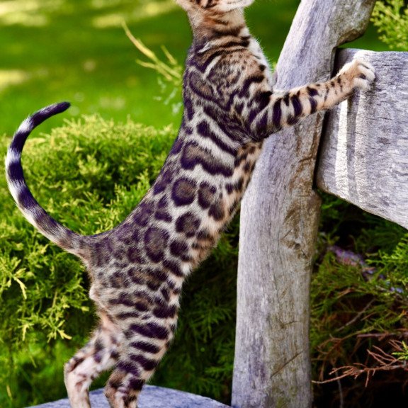 Bengal NOV Mokko
