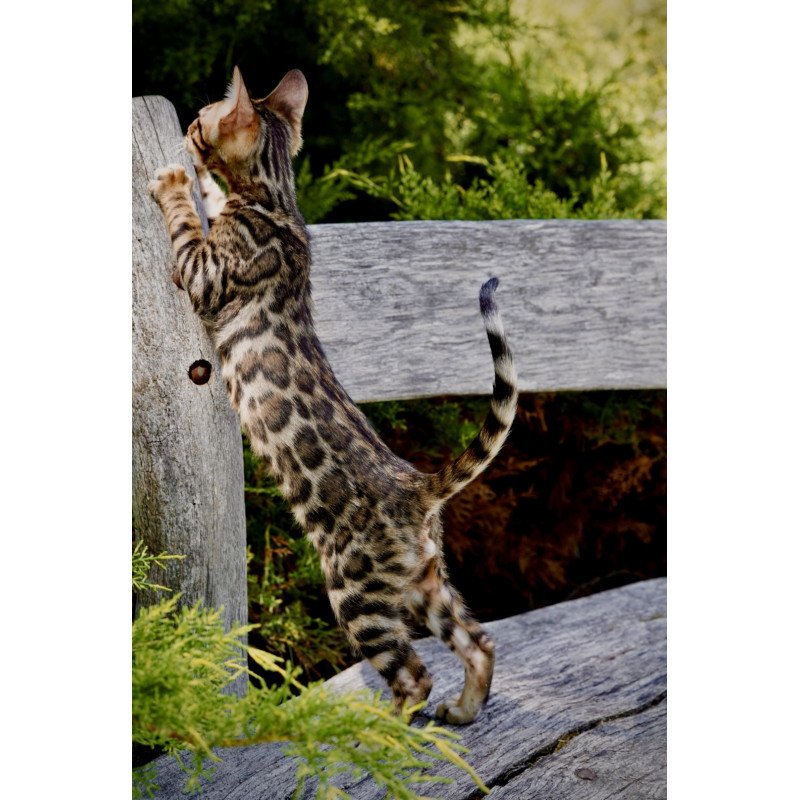 Bengal NOV Mokko
