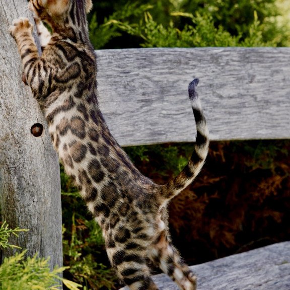 Bengal NOV Mokko