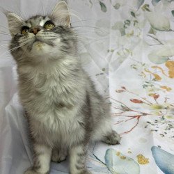 Maine Coon Richard