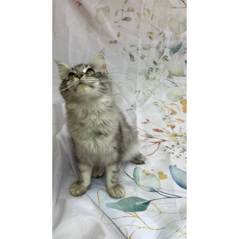 Maine Coon Richard