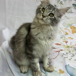 Maine Coon Richard