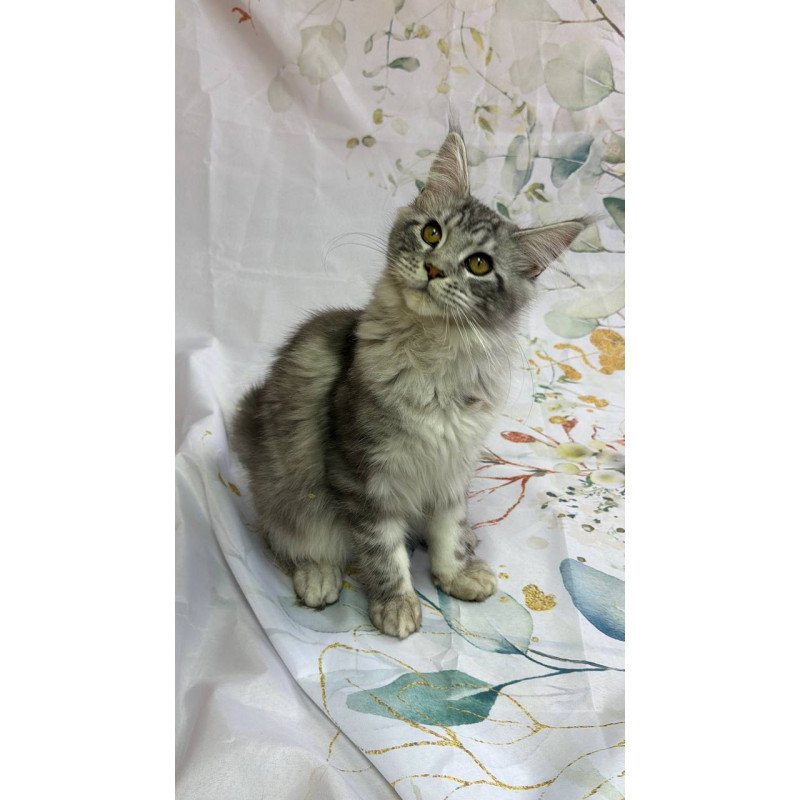 Maine Coon Richard