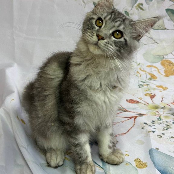 Maine Coon Richard