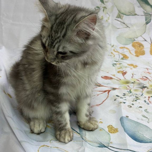 Maine Coon Richard