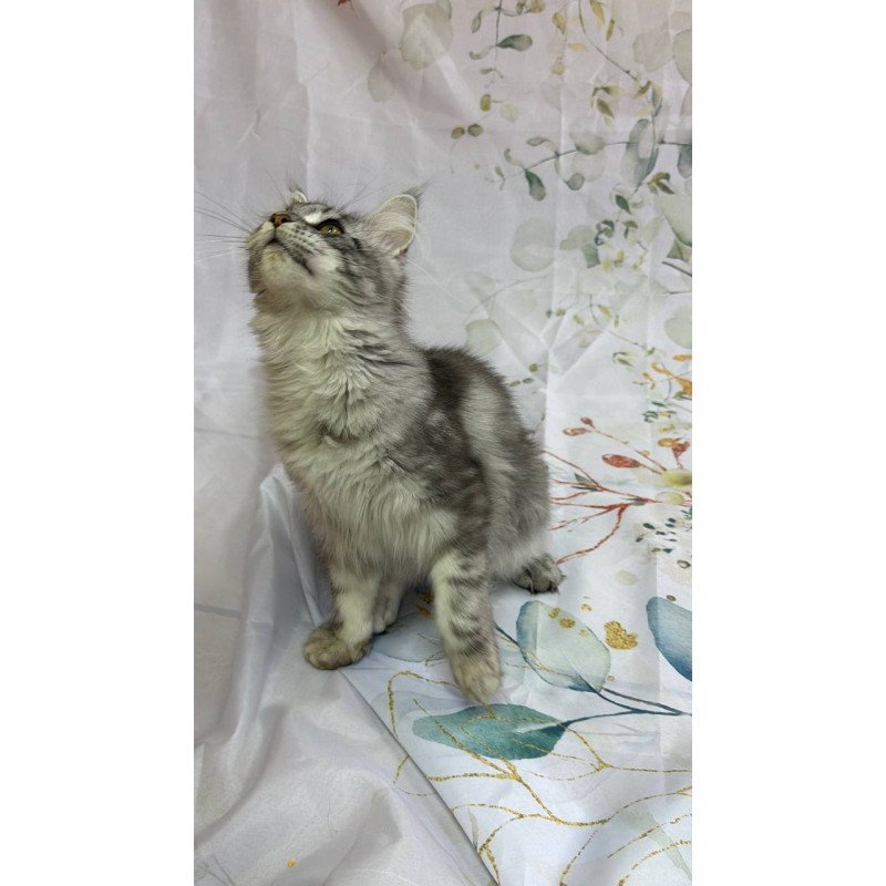 Maine Coon Richard