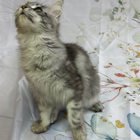 Maine Coon Richard