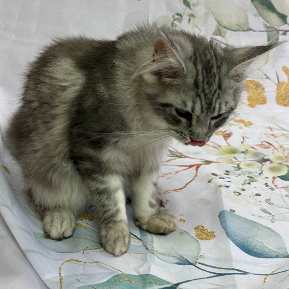 Maine Coon Richard