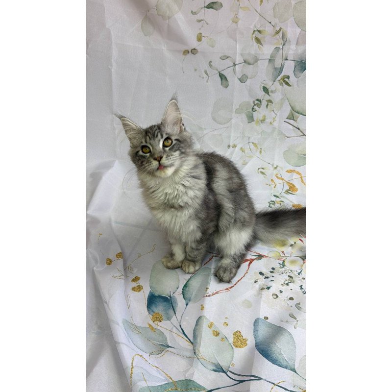 Maine Coon Richard