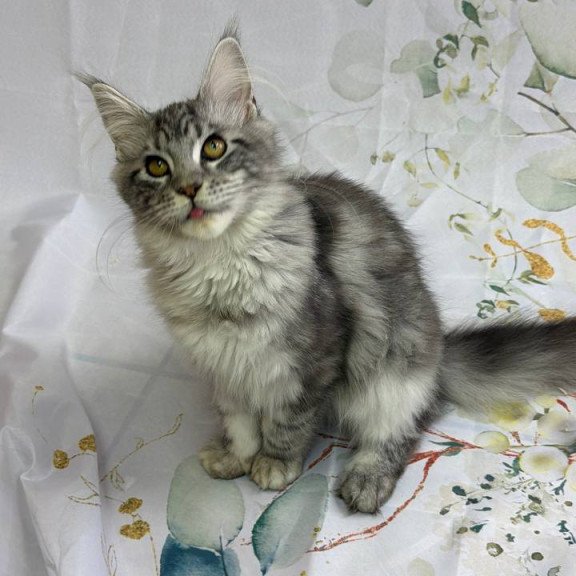 Maine Coon Richard