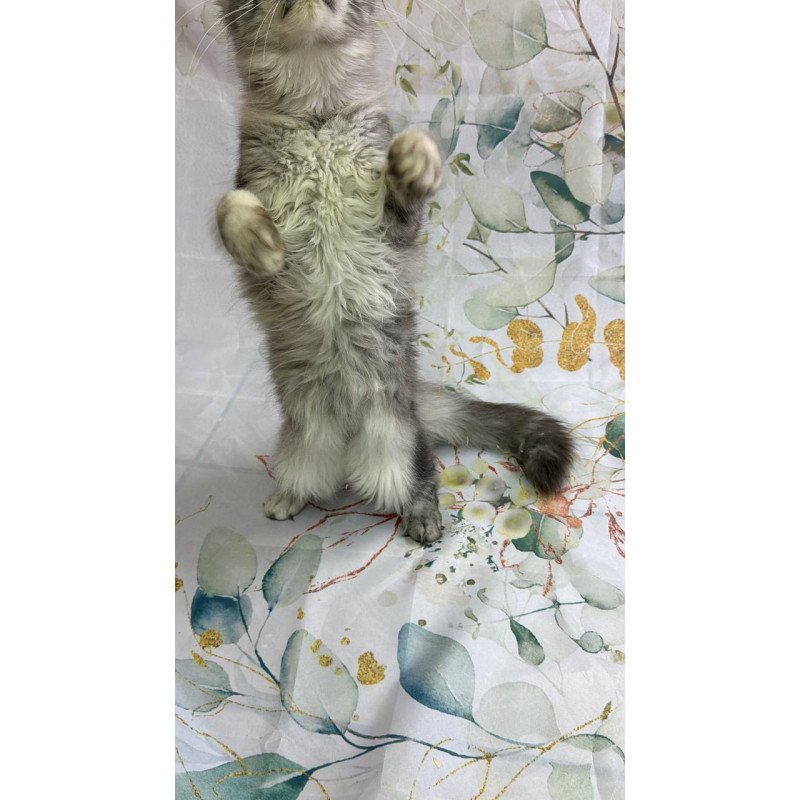 Maine Coon Richard