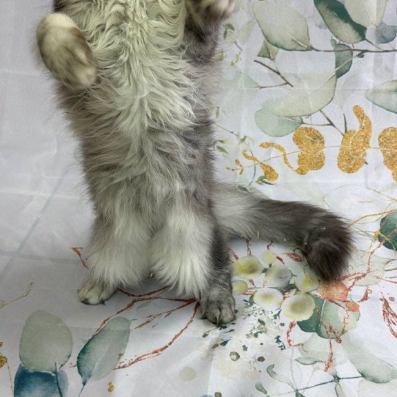 Maine Coon Richard