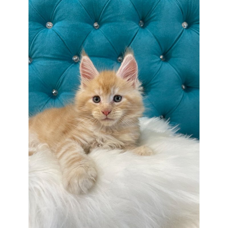 Maine Coon NOV Nicholas