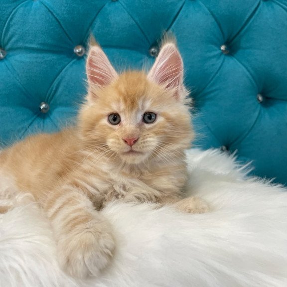 Maine Coon NOV Nicholas