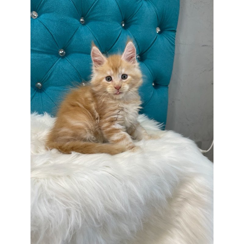 Maine Coon NOV Nicholas