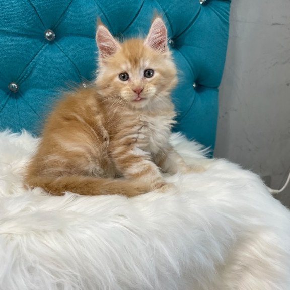 Maine Coon NOV Nicholas