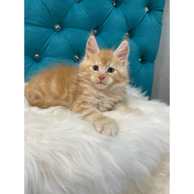 Maine Coon NOV Nicholas