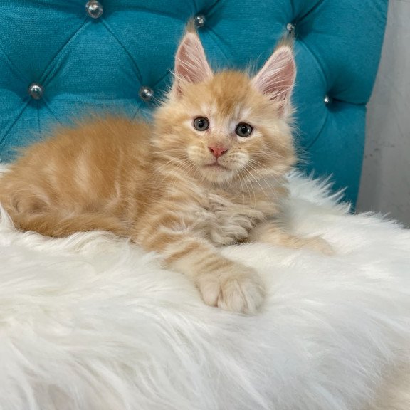 Maine Coon NOV Nicholas