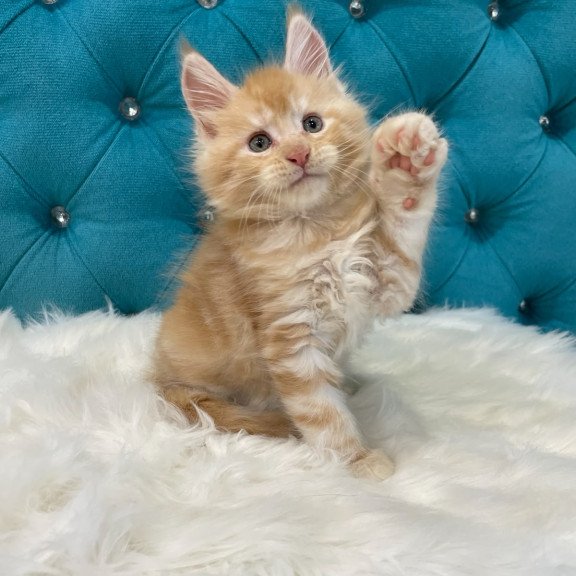Maine Coon NOV Nicholas