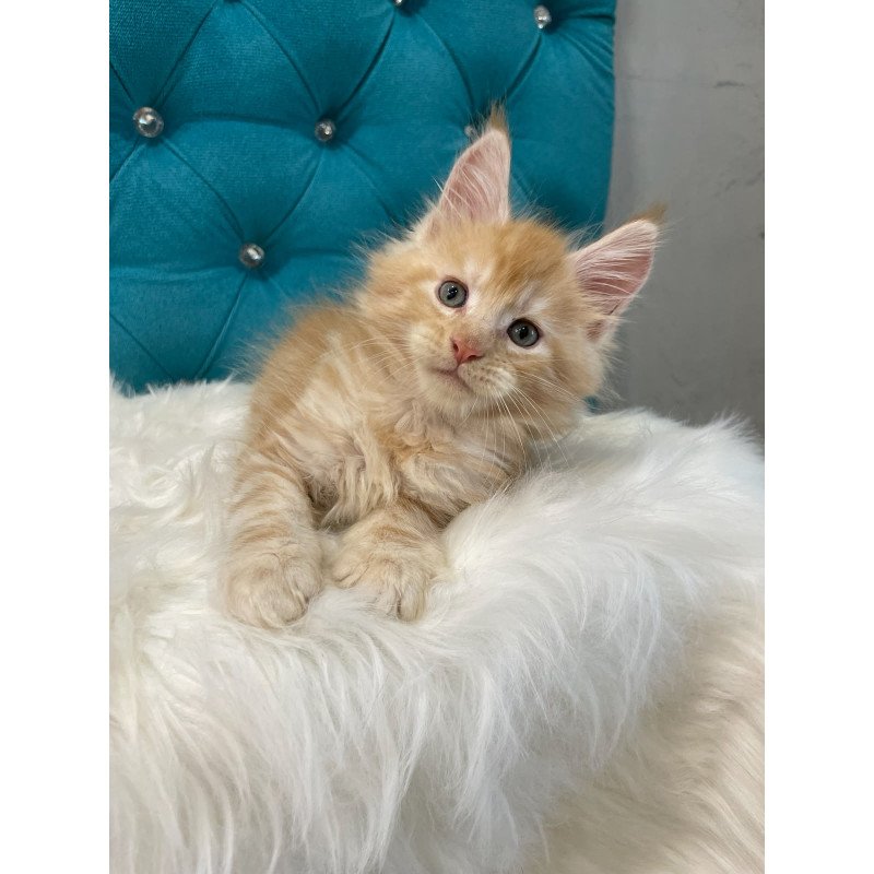 Maine Coon NOV Nicholas