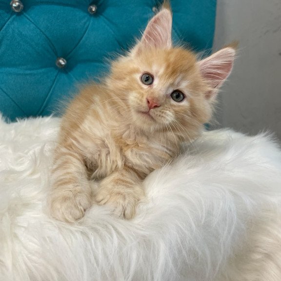 Maine Coon NOV Nicholas