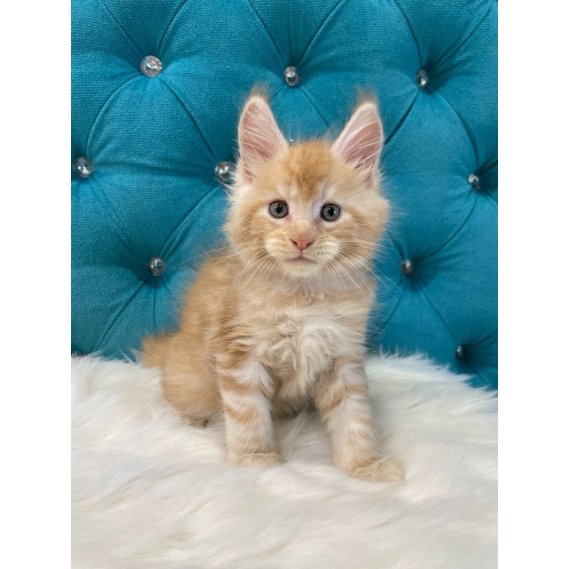 Maine Coon NOV Nicholas