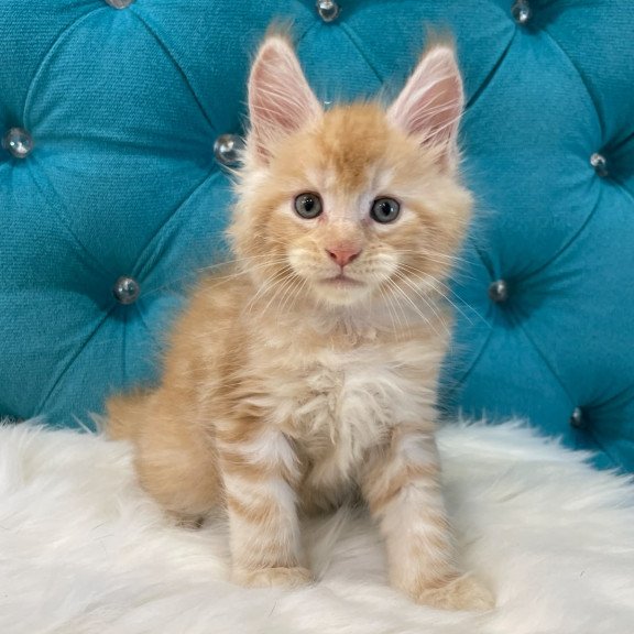 Maine Coon NOV Nicholas