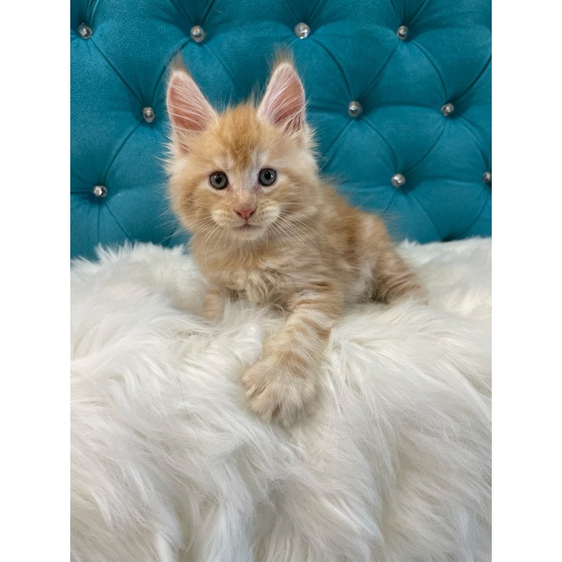 Maine Coon NOV Nicholas