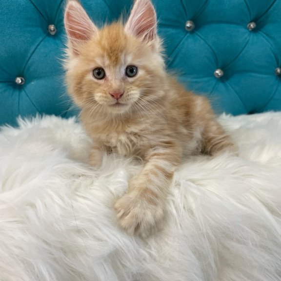 Maine Coon NOV Nicholas